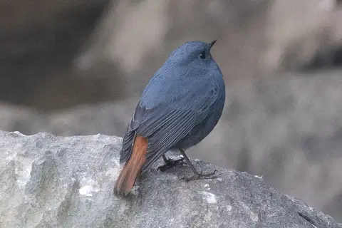 Plumbeous Water Redstart