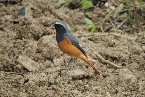 Hodgson's Redstart