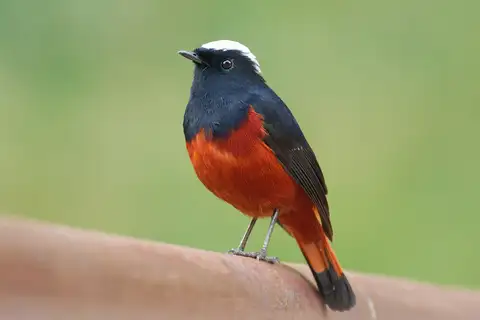 White-capped Redstart