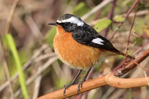 Moussier's Redstart