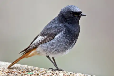 Black Redstart