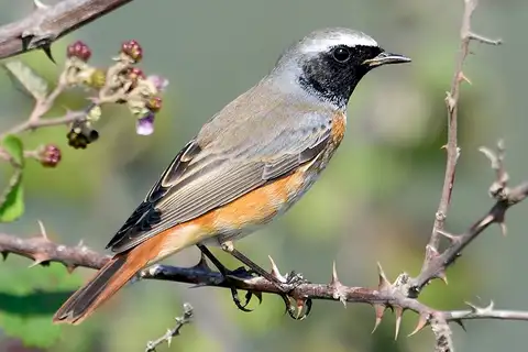 Common Redstart