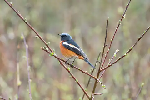 White-throated Redstart