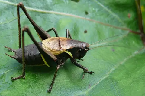 Alpine Dark Bush-cricket