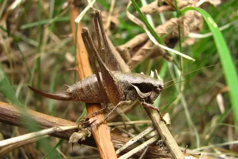 Meadow Dark Bush-cricket
