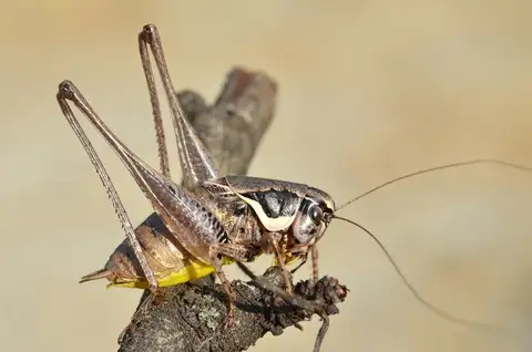 Large Dark bush-cricket