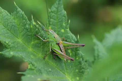 Green Dark Bush-cricket