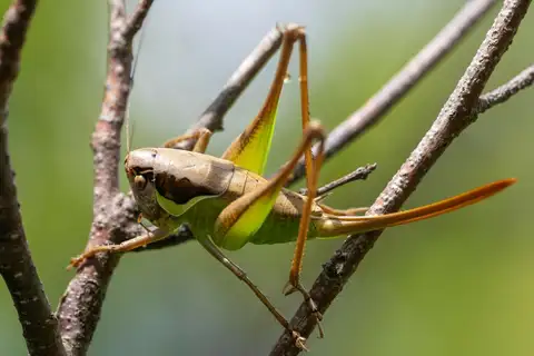 Littoral Dark Bush-cricket