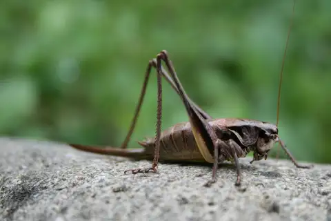 Transylvanian Dark Bush-cricket