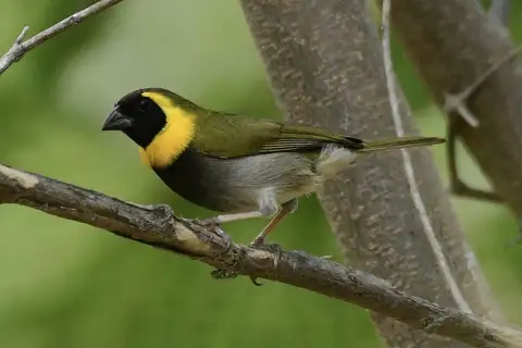Cuban Grassquit