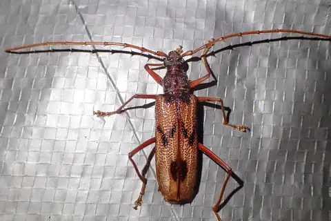 Bulls-eye borer