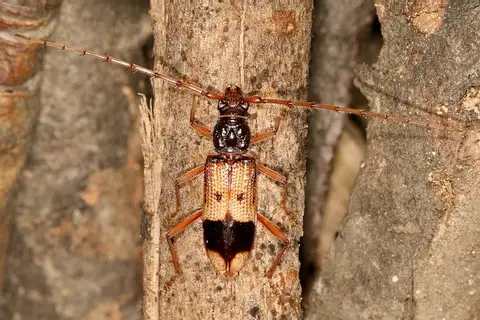 Lesser Eucalyptus Longhorn Beetle