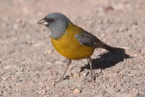 Grey-hooded Sierra Finch