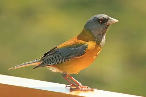 Patagonian Sierra Finch