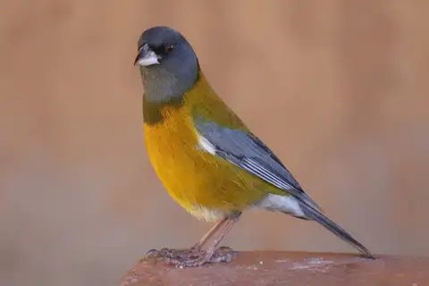 Peruvian Sierra Finch