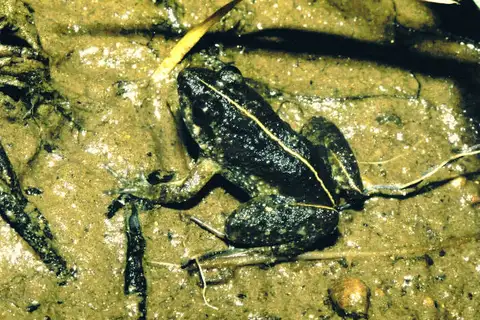 Eastern puddle frog