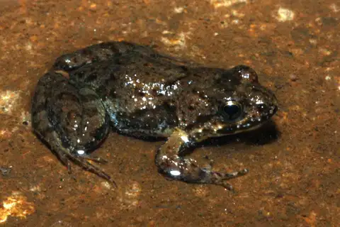 Phrynobatrachus discogularis
