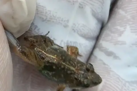 Phrynobatrachus kakamikro