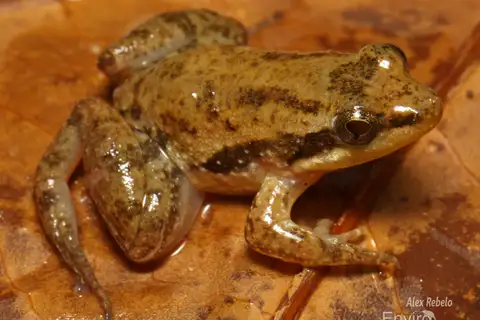 Ahl's River Frog