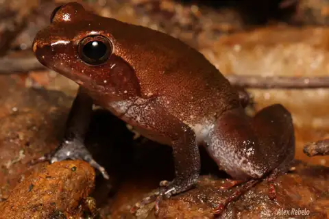 Phrynobatrachus liberiensis