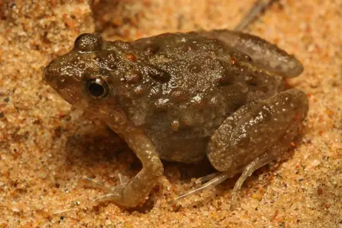 Mababe puddle frog