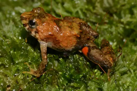 Phrynobatrachus mayokoensis