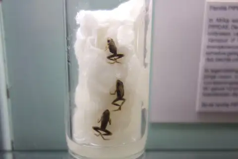 Phrynobatrachus minutus