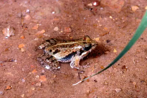 Small Puddle Frog