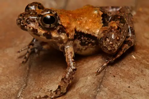 Tai river frog