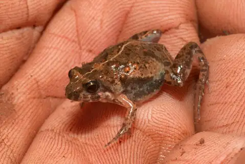 Phrynobatrachus stewartae