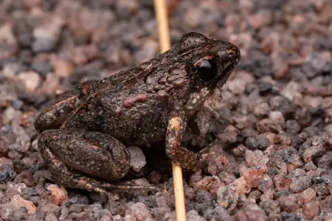 Phrynobatrachus ukingensis
