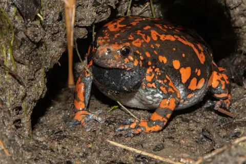 Spotted rubber frog