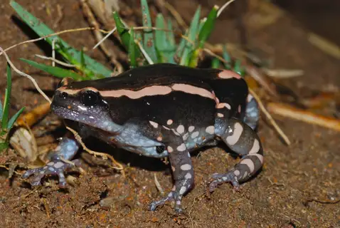 Red-Banded Rubber Frog