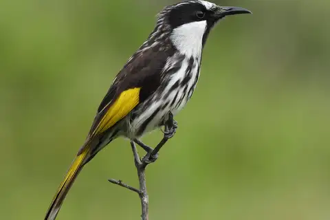 White-cheeked Honeyeater
