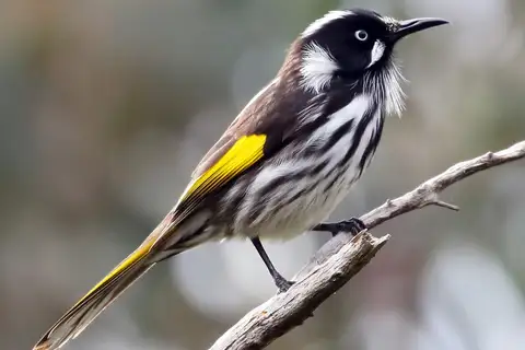 New Holland Honeyeater