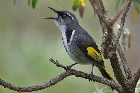 Crescent Honeyeater
