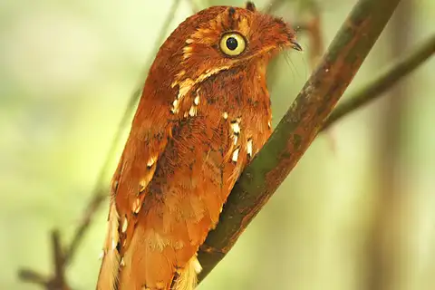 Rufous Potoo