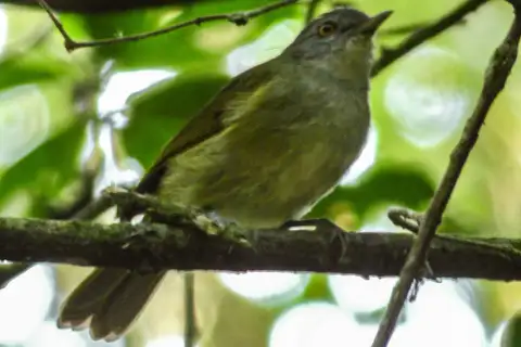 Montane Tiny Greenbul
