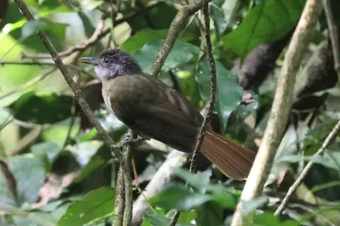 White-throated Greenbul