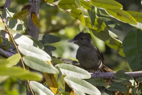 Baumann's Olive Greenbul