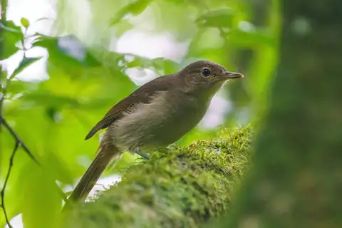 Cabanis's Greenbul
