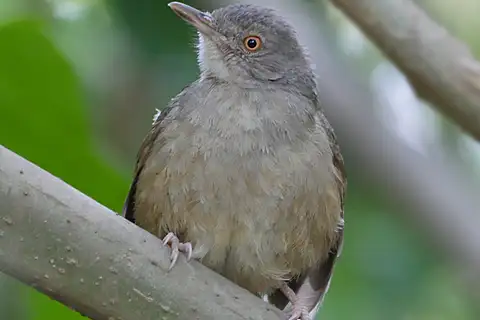 Grey-olive Greenbul