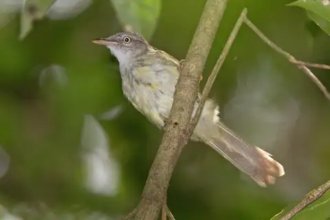 Lowland Tiny Greenbul