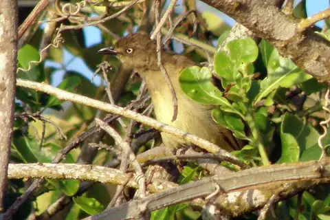 Fischer's Greenbul