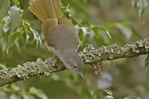 Yellow-streaked Greenbul