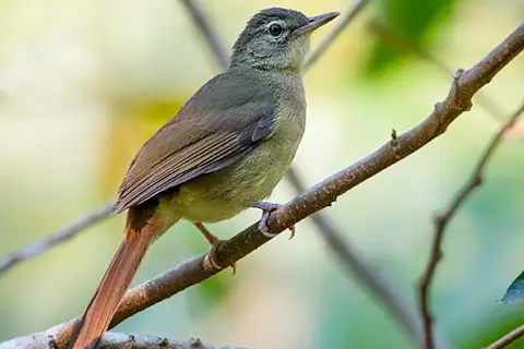 Pale-olive Greenbul