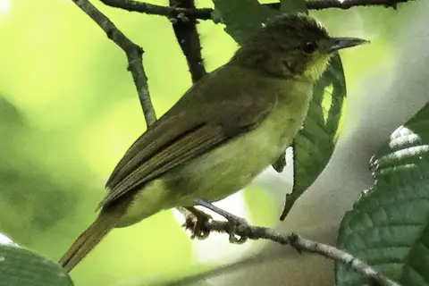 Icterine Greenbul