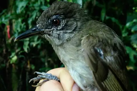 Cameroon Olive Greenbul