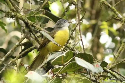 Grey-headed Greenbul