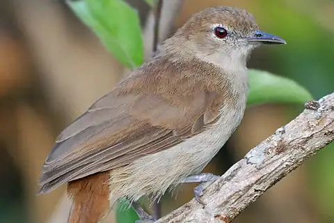 Northern Brownbul